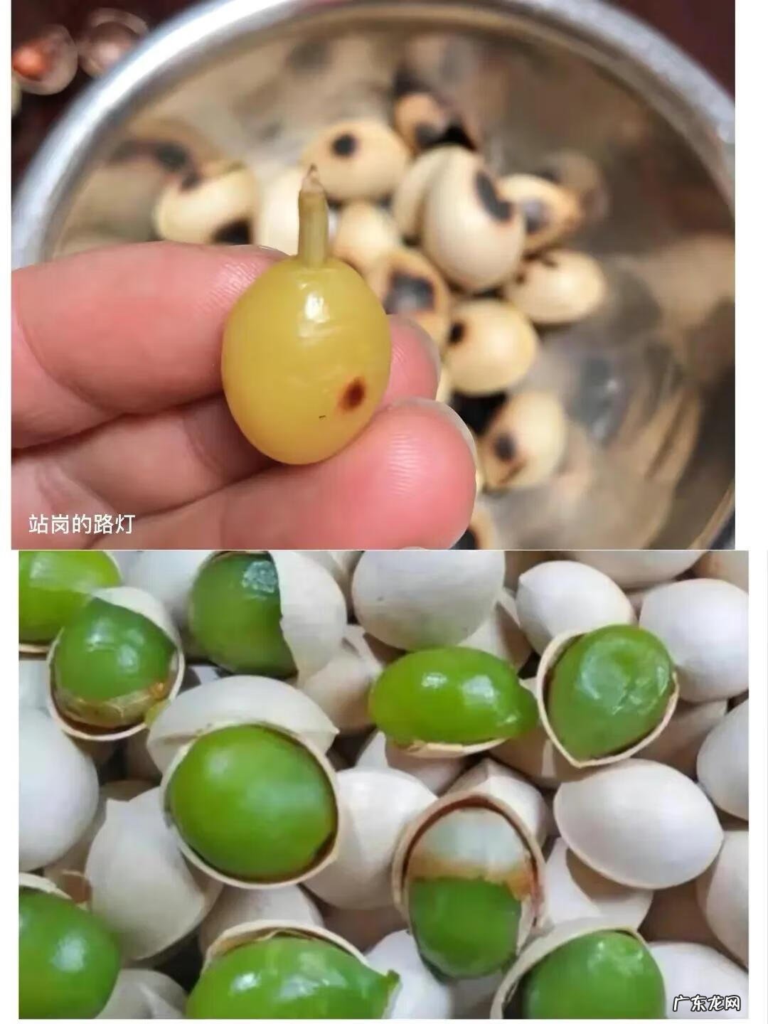 白果的功效与作用害处 白果的功效与作用禁忌