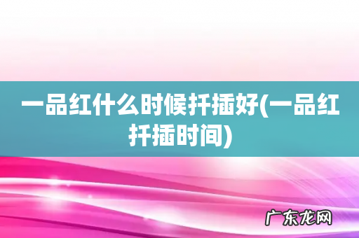 一品红扦插时间 一品红什么时候扦插好