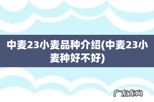 中麦23小麦种好不好 中麦23小麦品种介绍