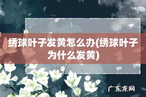 绣球叶子为什么发黄 绣球叶子发黄怎么办