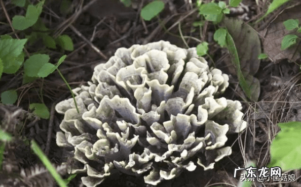 怎么看真姬菇煮没 真姬菇的功效与作用
