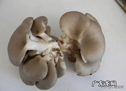 怎么看真姬菇煮没 真姬菇的功效与作用