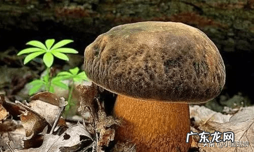 怎么看真姬菇煮没 真姬菇的功效与作用