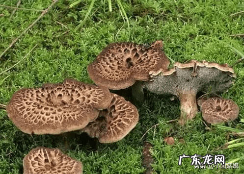 怎么看真姬菇煮没 真姬菇的功效与作用