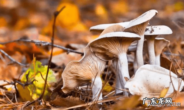 怎么看真姬菇煮没 真姬菇的功效与作用