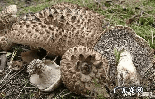 怎么看真姬菇煮没 真姬菇的功效与作用