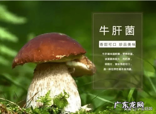 怎么看真姬菇煮没 真姬菇的功效与作用