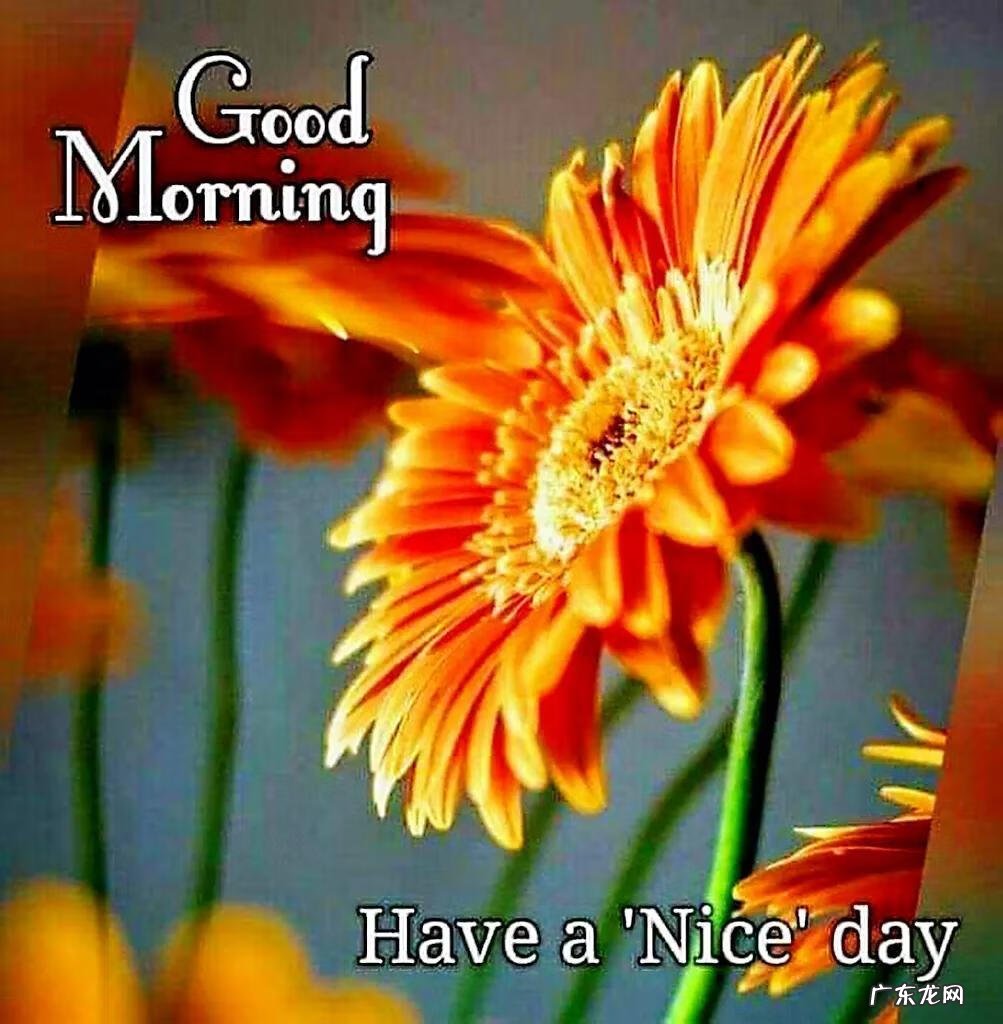 早上好的英语句子 早上好英语翻译怎么说