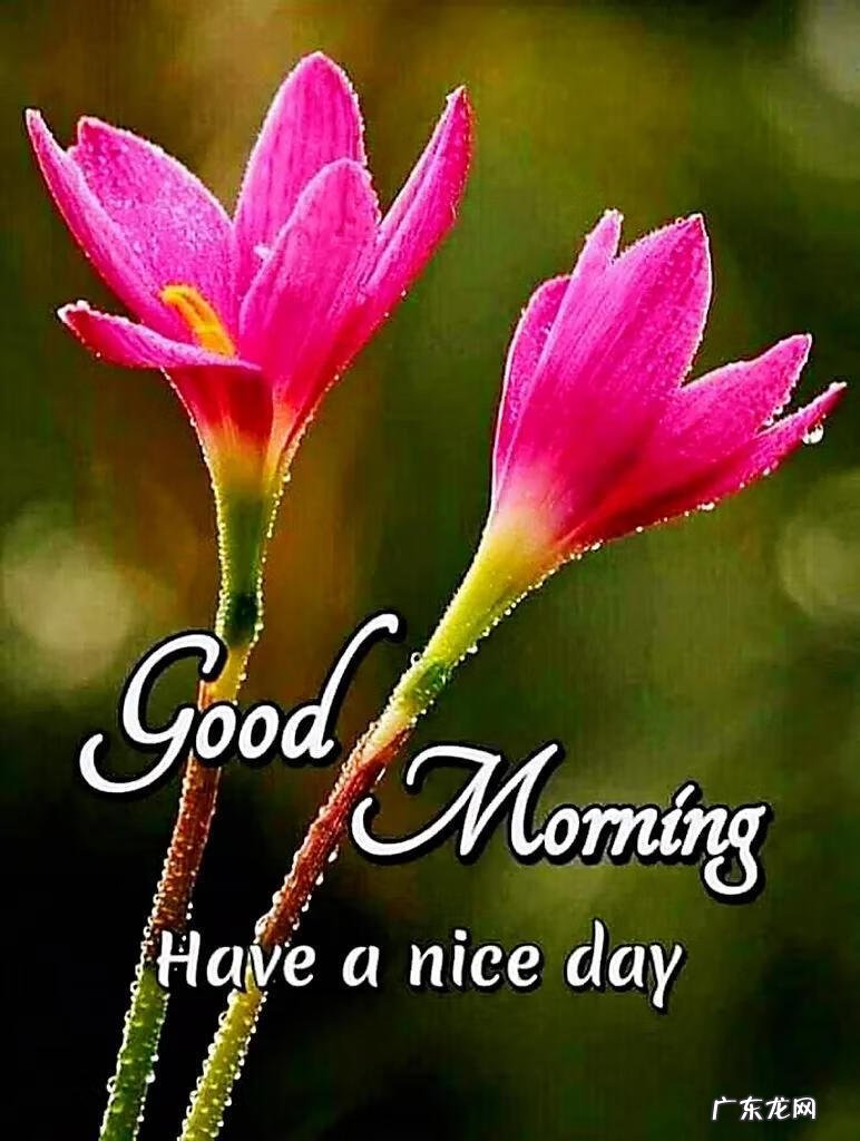 早上好的英语句子 早上好英语翻译怎么说