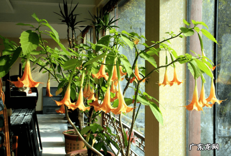 绿萝在卧室爬满墙可以吗 绿箩爬满屋子会影响风水吗