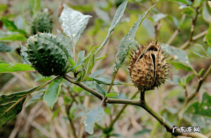 绿萝在卧室爬满墙可以吗 绿箩爬满屋子会影响风水吗