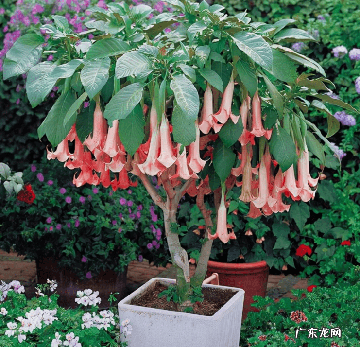 绿萝在卧室爬满墙可以吗 绿箩爬满屋子会影响风水吗