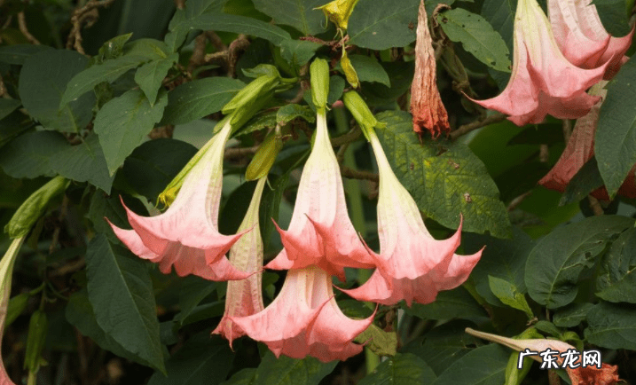 绿萝在卧室爬满墙可以吗 绿箩爬满屋子会影响风水吗