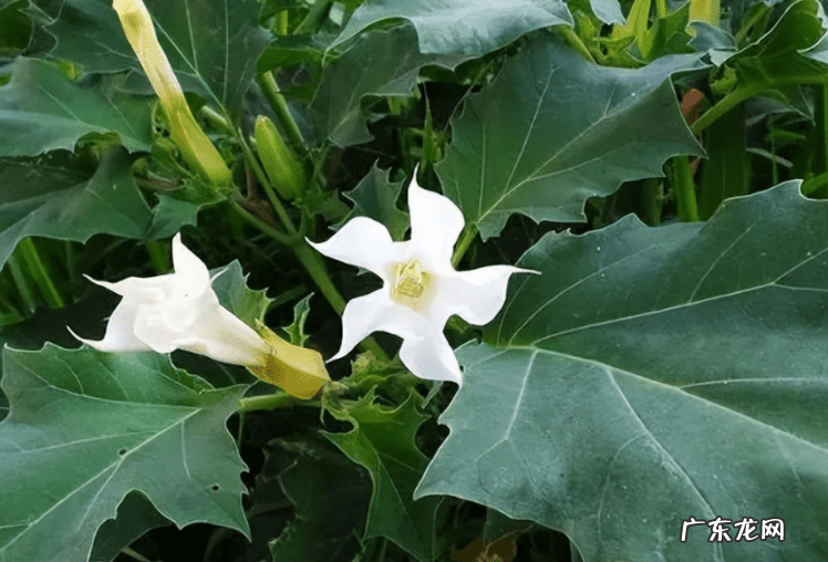 绿萝在卧室爬满墙可以吗 绿箩爬满屋子会影响风水吗