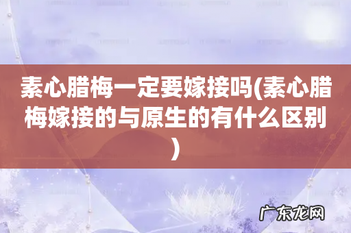 素心腊梅嫁接的与原生的有什么区别 素心腊梅一定要嫁接吗
