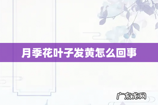 月季花叶子发黄怎么回事