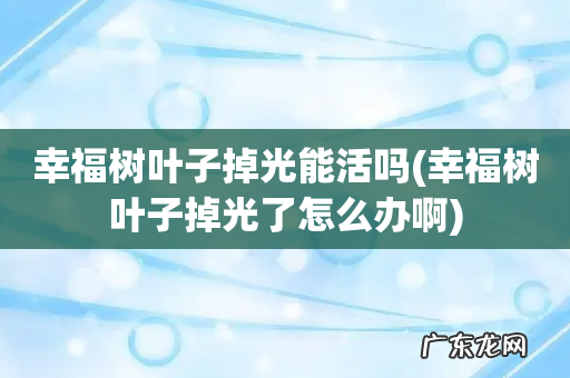 幸福树叶子掉光了怎么办啊 幸福树叶子掉光能活吗