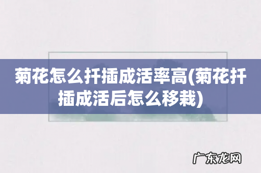 菊花扦插成活后怎么移栽 菊花怎么扦插成活率高