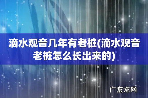 滴水观音老桩怎么长出来的 滴水观音几年有老桩