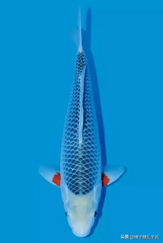 锦鲤鱼黑色是镇宅之鱼 橙色加黑色的锦鲤是什么品种