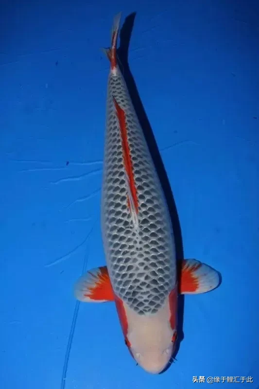 锦鲤鱼黑色是镇宅之鱼 橙色加黑色的锦鲤是什么品种