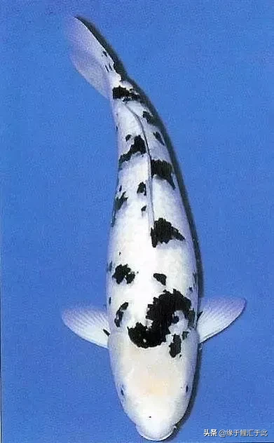 锦鲤鱼黑色是镇宅之鱼 橙色加黑色的锦鲤是什么品种