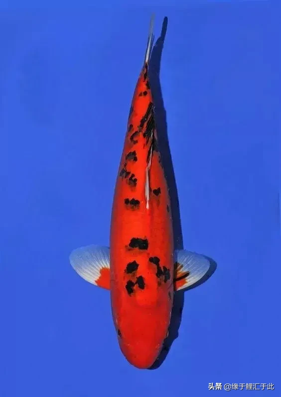 锦鲤鱼黑色是镇宅之鱼 橙色加黑色的锦鲤是什么品种