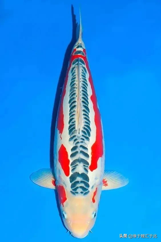 锦鲤鱼黑色是镇宅之鱼 橙色加黑色的锦鲤是什么品种