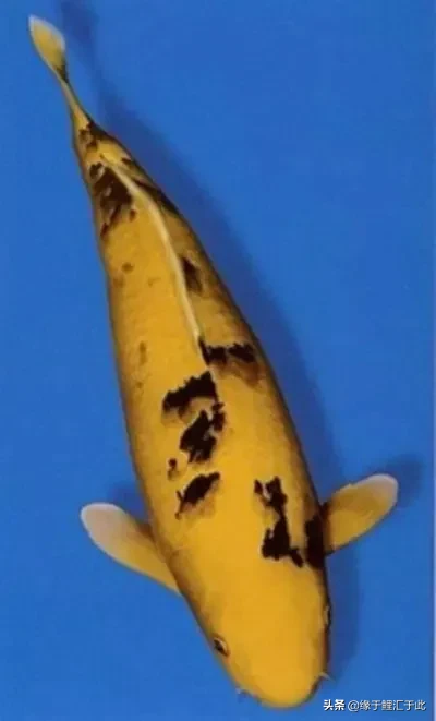 锦鲤鱼黑色是镇宅之鱼 橙色加黑色的锦鲤是什么品种