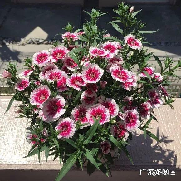 富贵竹的风水 富贵竹与风水