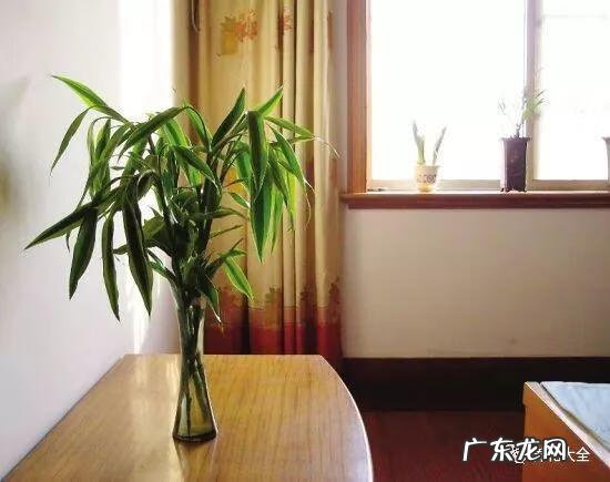 富贵竹的风水 富贵竹与风水