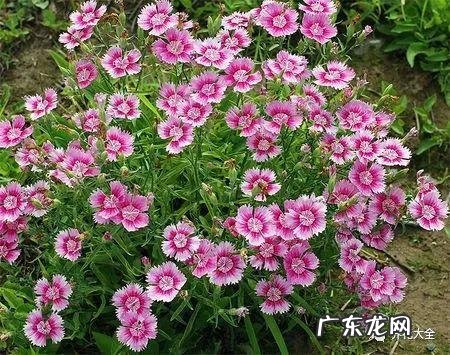 富贵竹的风水 富贵竹与风水