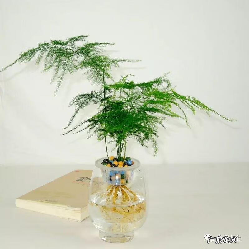 富贵竹的风水 富贵竹与风水