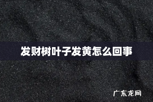 发财树叶子发黄怎么回事