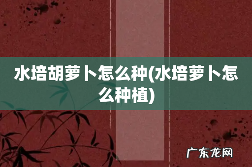 水培萝卜怎么种植 水培胡萝卜怎么种