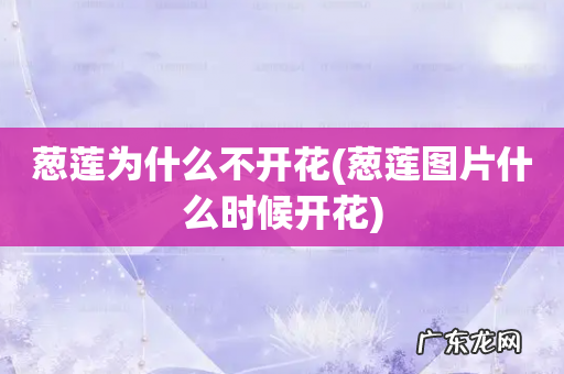 葱莲图片什么时候开花 葱莲为什么不开花