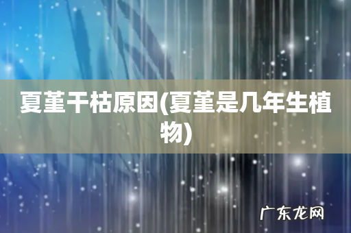 夏堇是几年生植物 夏堇干枯原因