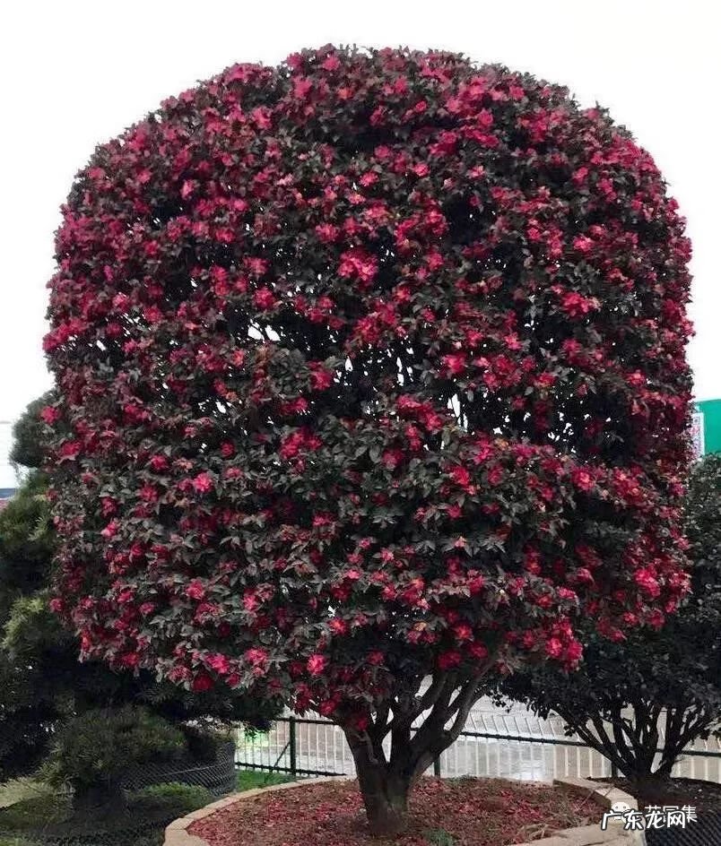 日本黄金枫有几个品种 日本红枫 风水