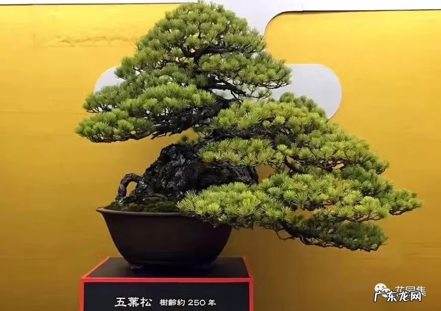 日本黄金枫有几个品种 日本红枫 风水