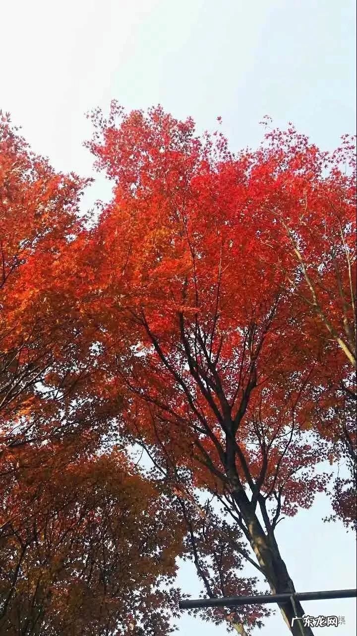 日本黄金枫有几个品种 日本红枫 风水