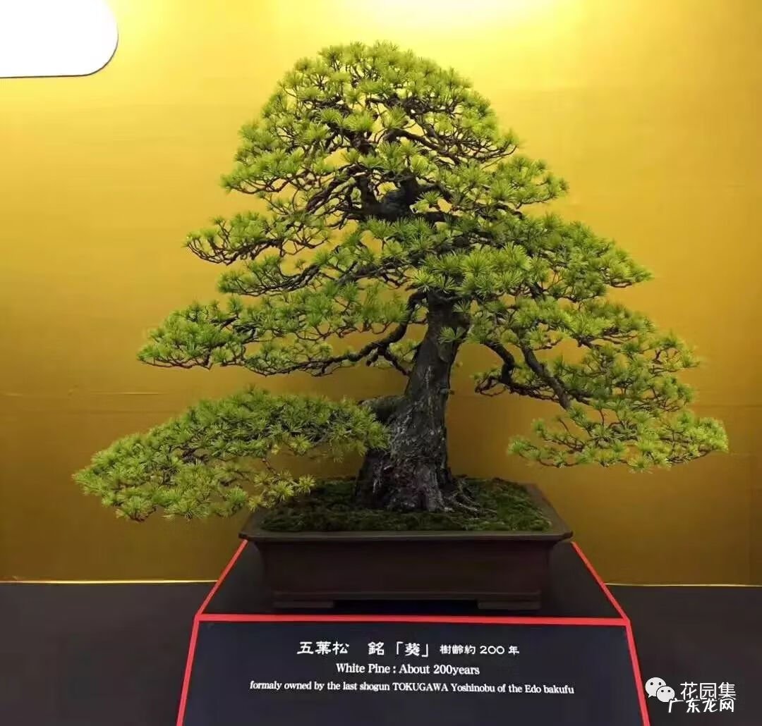 日本黄金枫有几个品种 日本红枫 风水