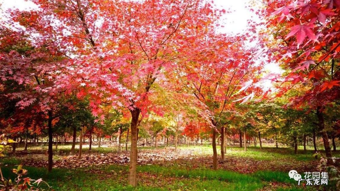 日本黄金枫有几个品种 日本红枫 风水