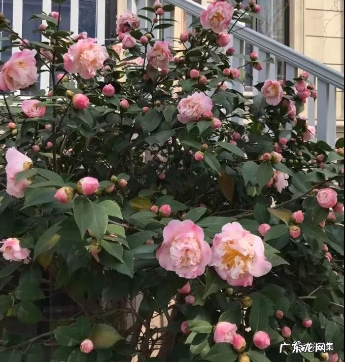 日本黄金枫有几个品种 日本红枫 风水