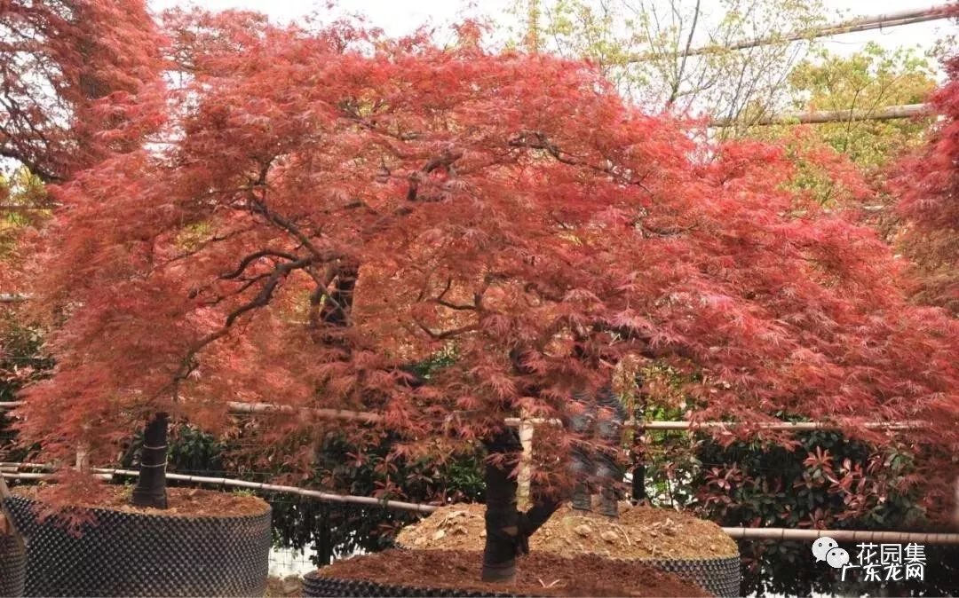 日本黄金枫有几个品种 日本红枫 风水