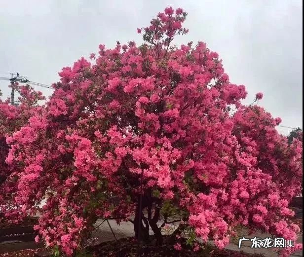 日本黄金枫有几个品种 日本红枫 风水