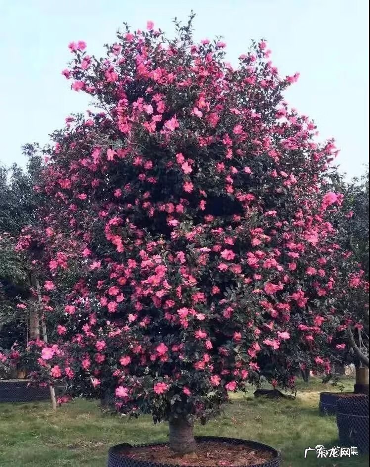 日本黄金枫有几个品种 日本红枫 风水