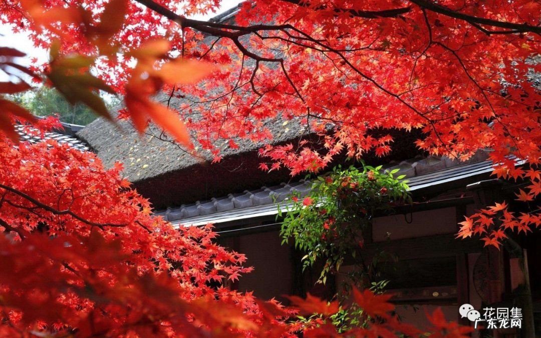 日本黄金枫有几个品种 日本红枫 风水