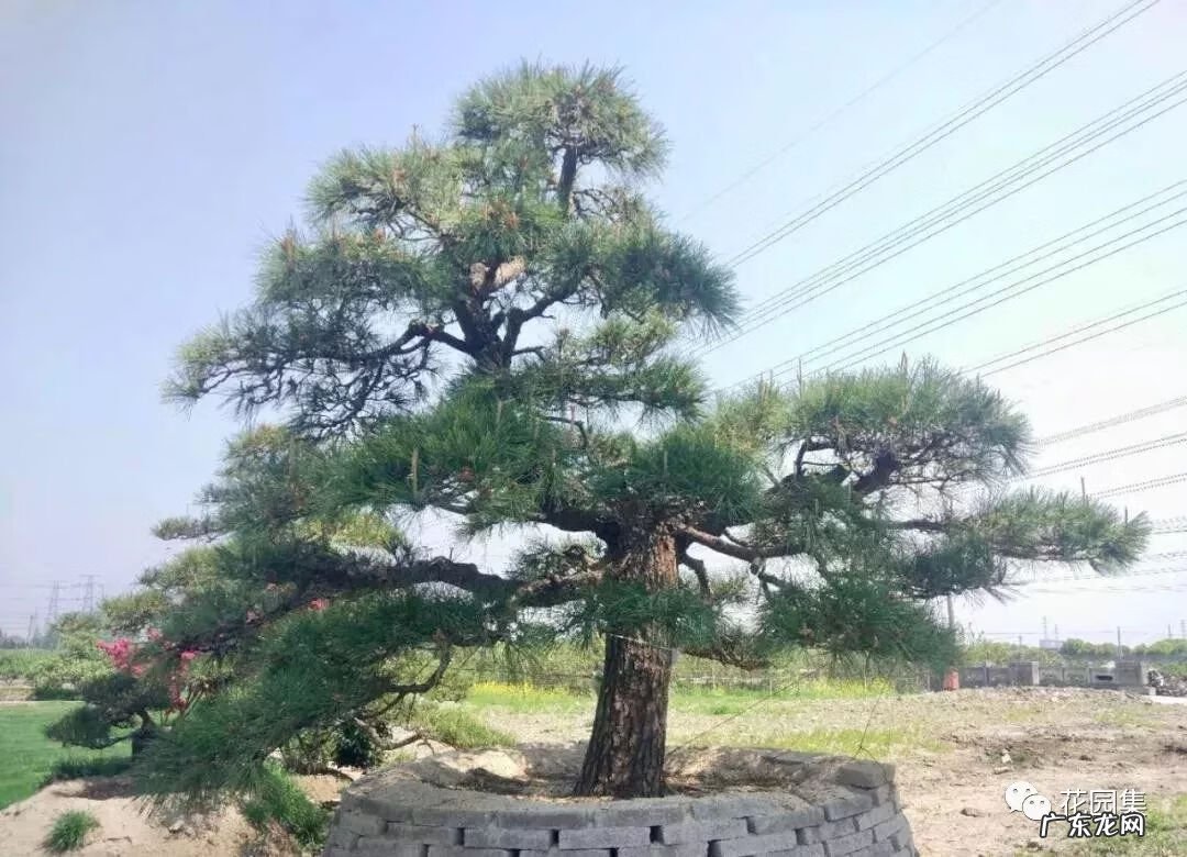 日本黄金枫有几个品种 日本红枫 风水