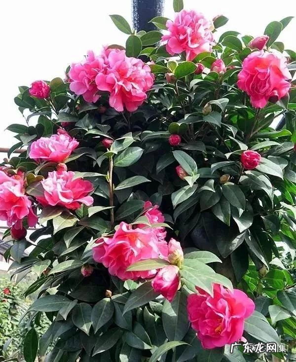 日本黄金枫有几个品种 日本红枫 风水