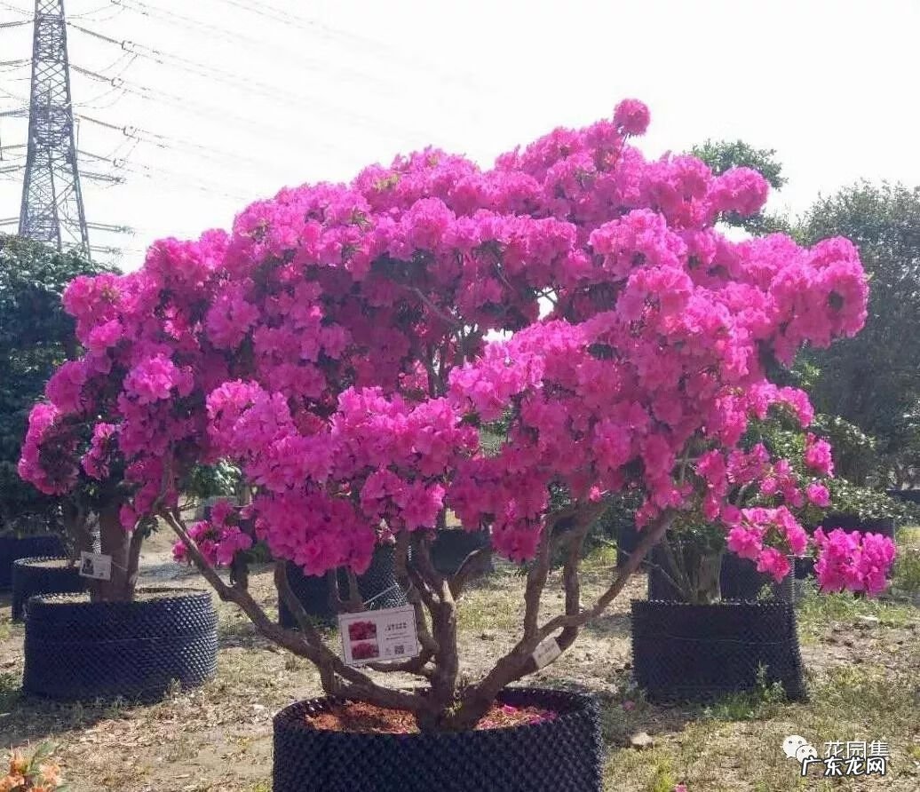 日本黄金枫有几个品种 日本红枫 风水